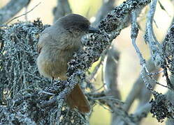 Siberian Jay