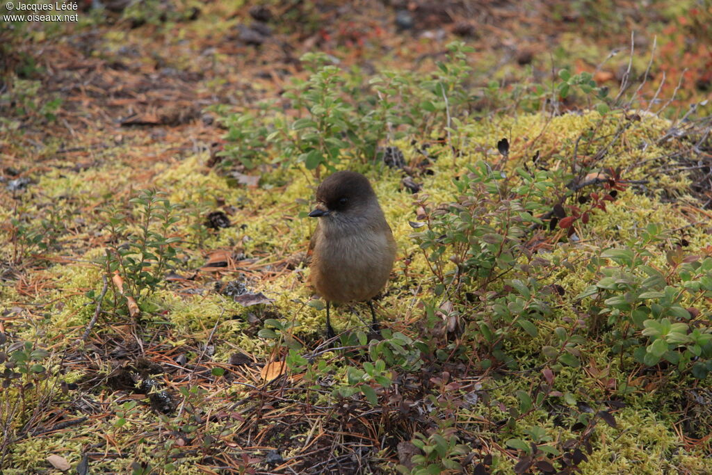 Siberian Jay