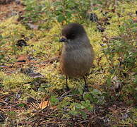 Siberian Jay