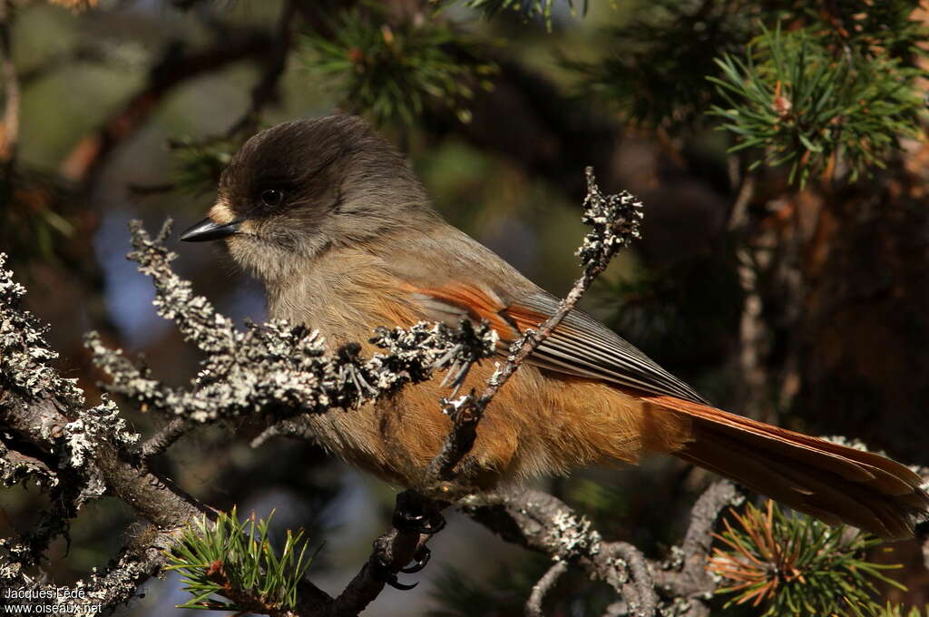 Siberian Jay