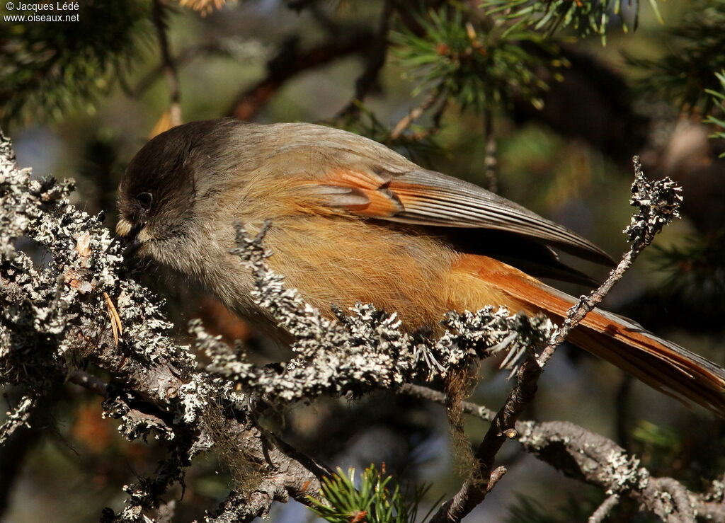 Siberian Jay