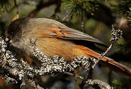 Siberian Jay