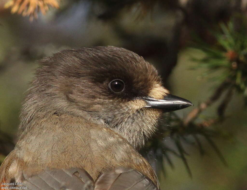 Siberian Jay, close-up portrait