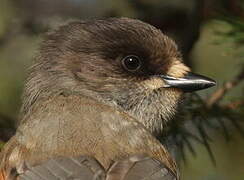 Siberian Jay