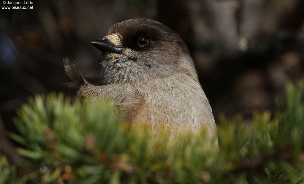 Siberian Jay