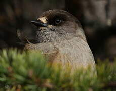 Siberian Jay