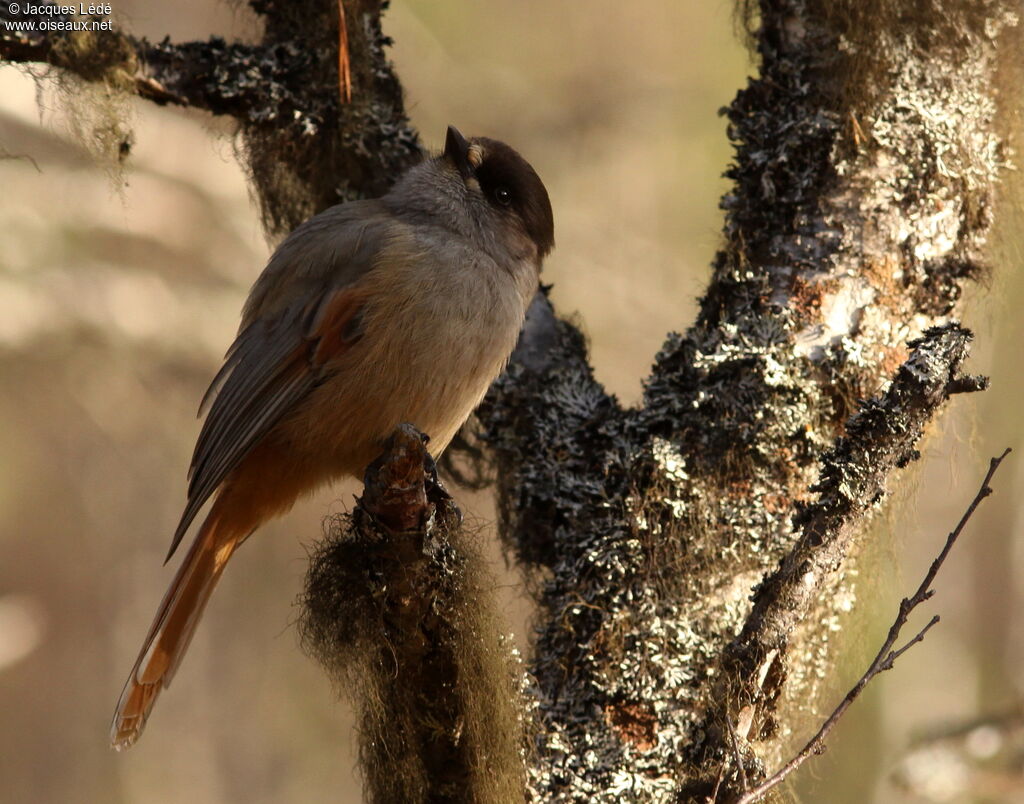 Siberian Jay