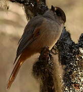 Siberian Jay