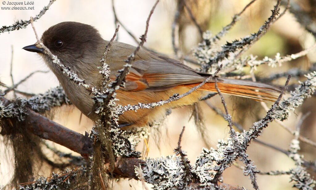 Siberian Jay