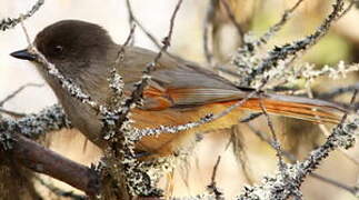 Siberian Jay