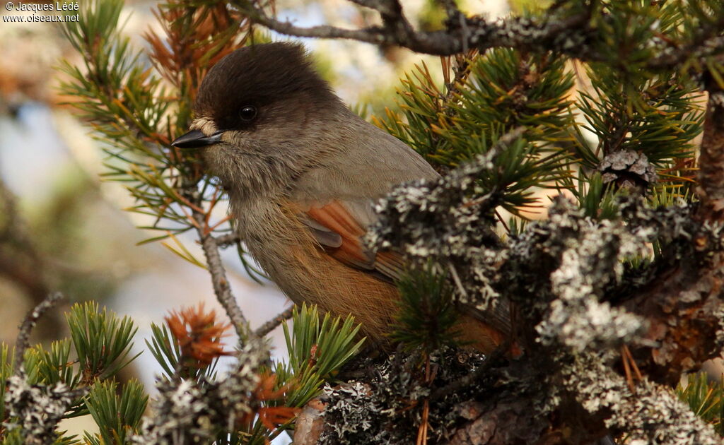 Siberian Jay