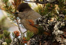 Siberian Jay