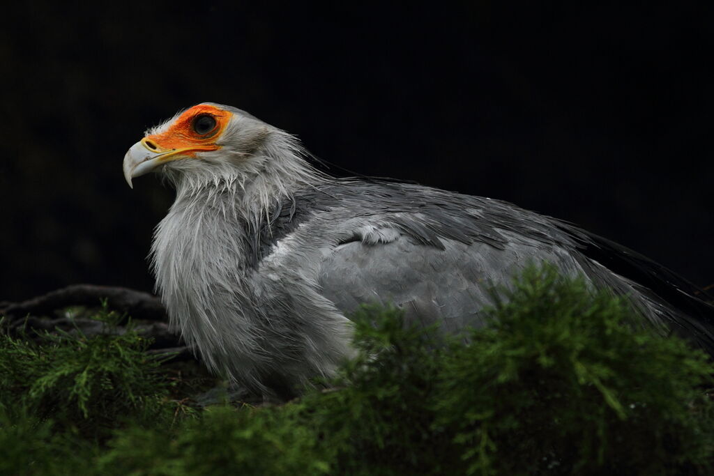 Secretarybird