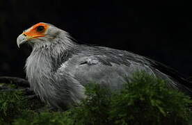 Secretarybird