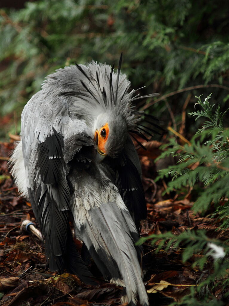 Secretarybird