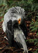 Secretarybird