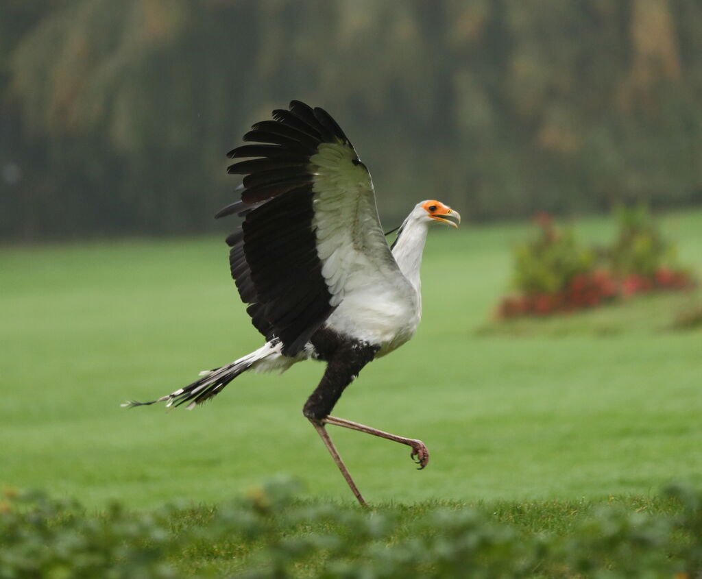 Secretarybird