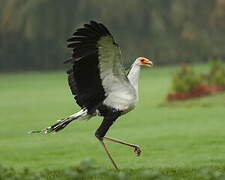 Secretarybird