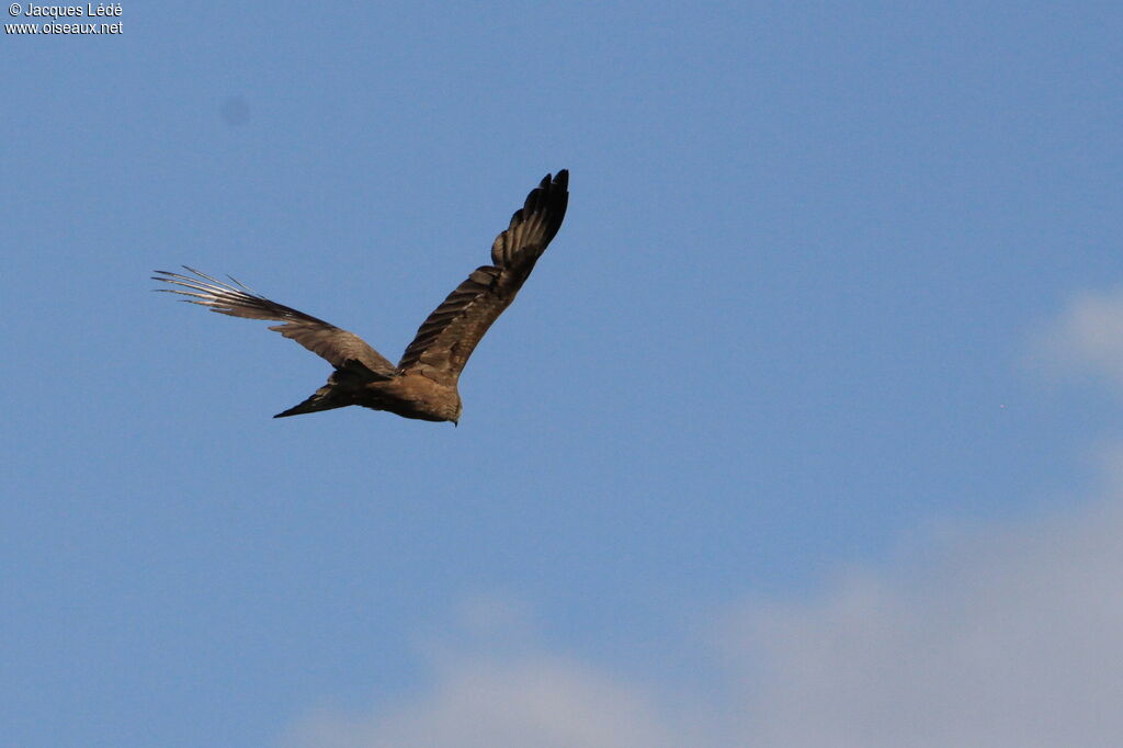 Black Kite