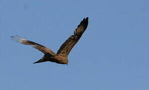 Black Kite