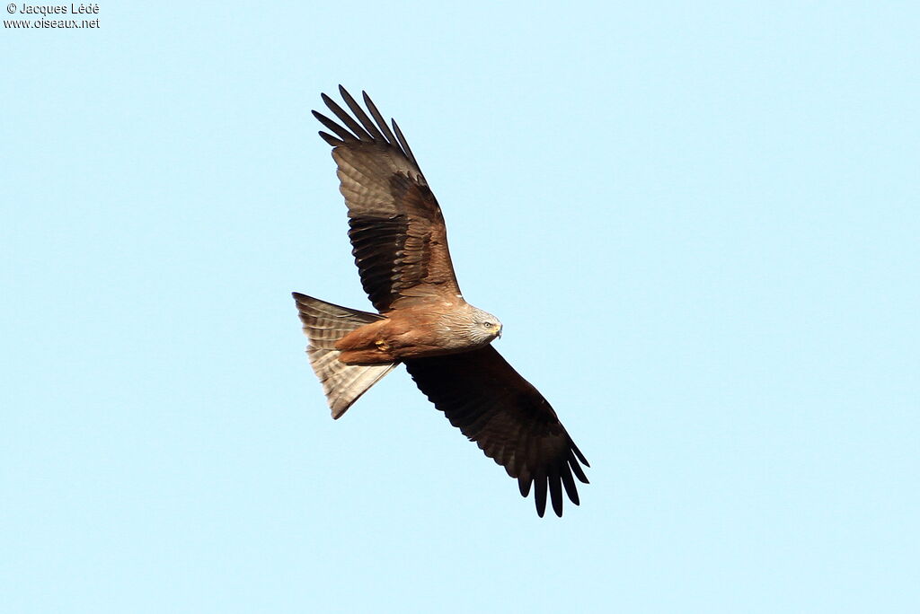 Black Kite