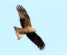 Black Kite