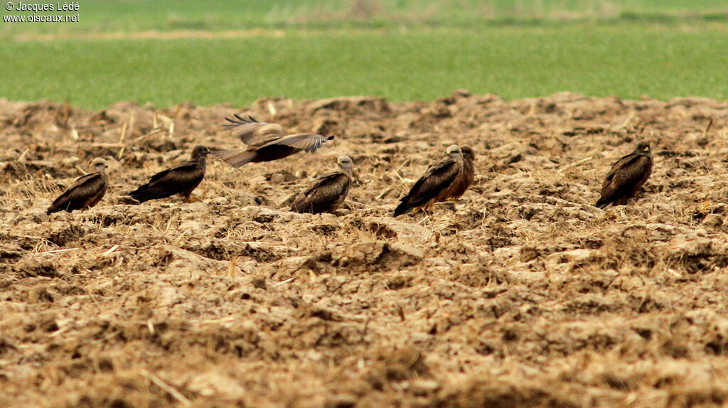 Black Kite