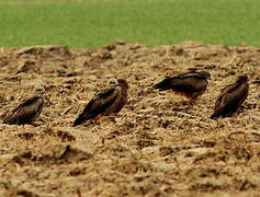 Black Kite