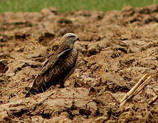 Black Kite