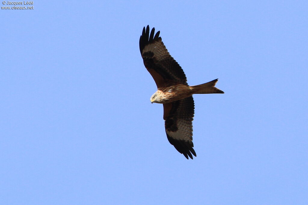 Red Kite