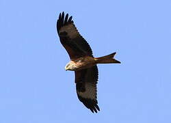 Red Kite