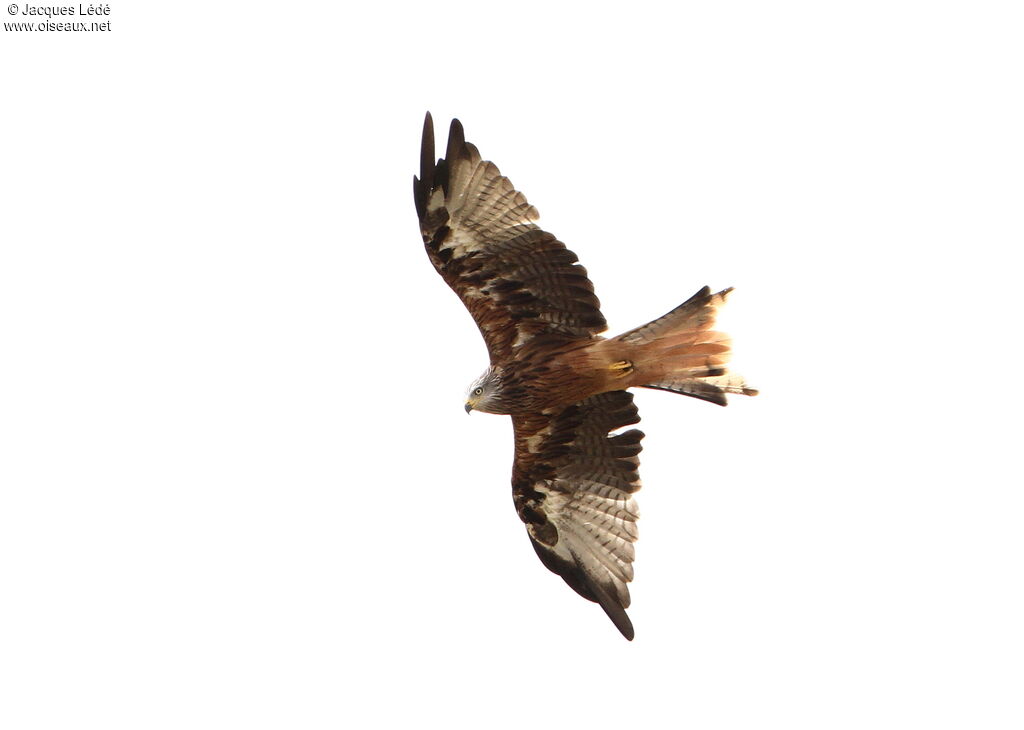 Red Kite