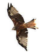 Red Kite