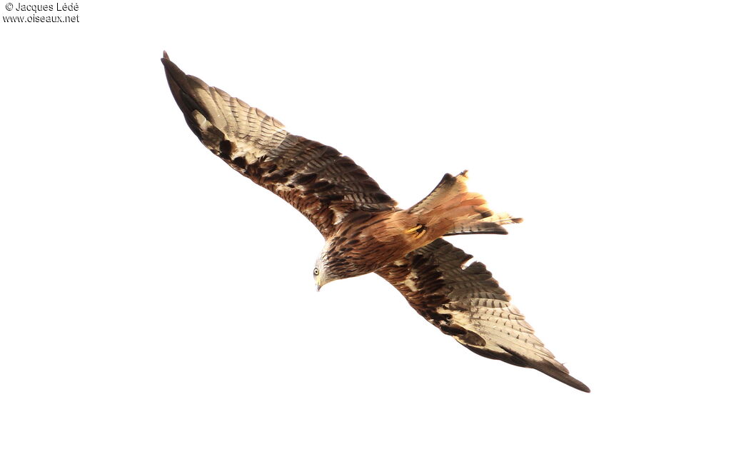 Red Kite