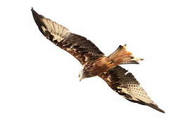 Red Kite