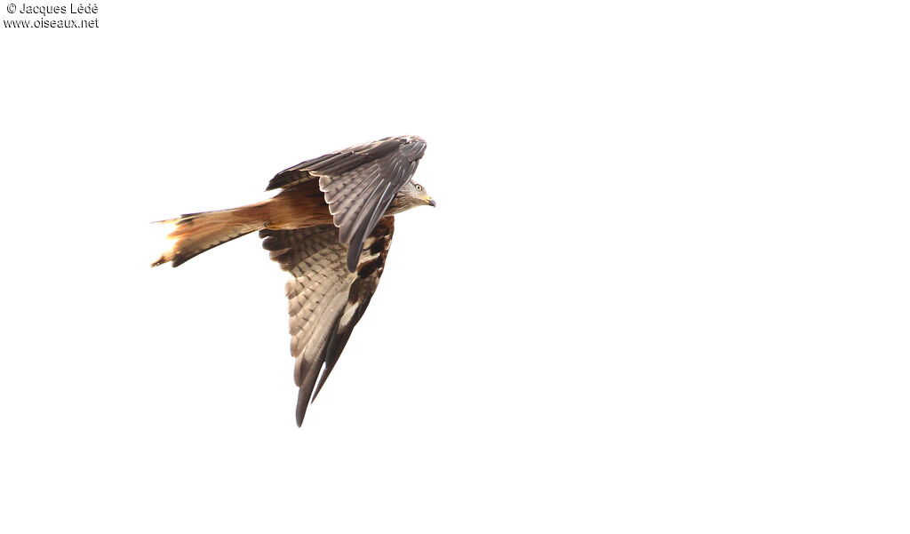 Red Kite