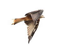 Red Kite