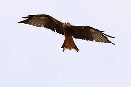 Red Kite