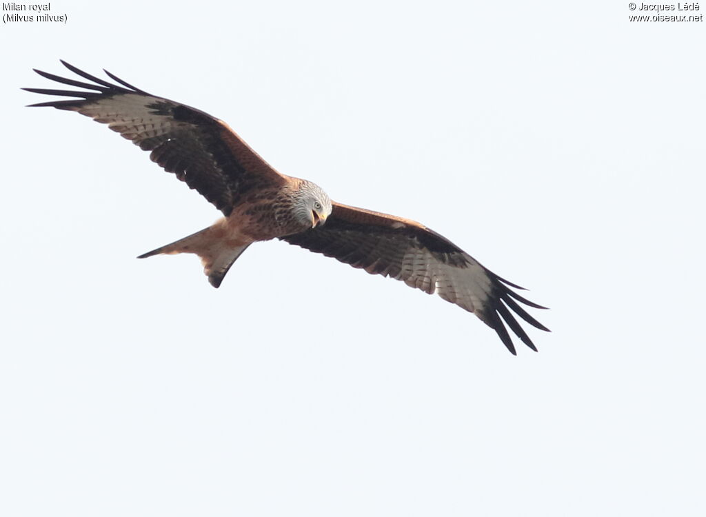 Red Kite