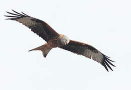 Red Kite