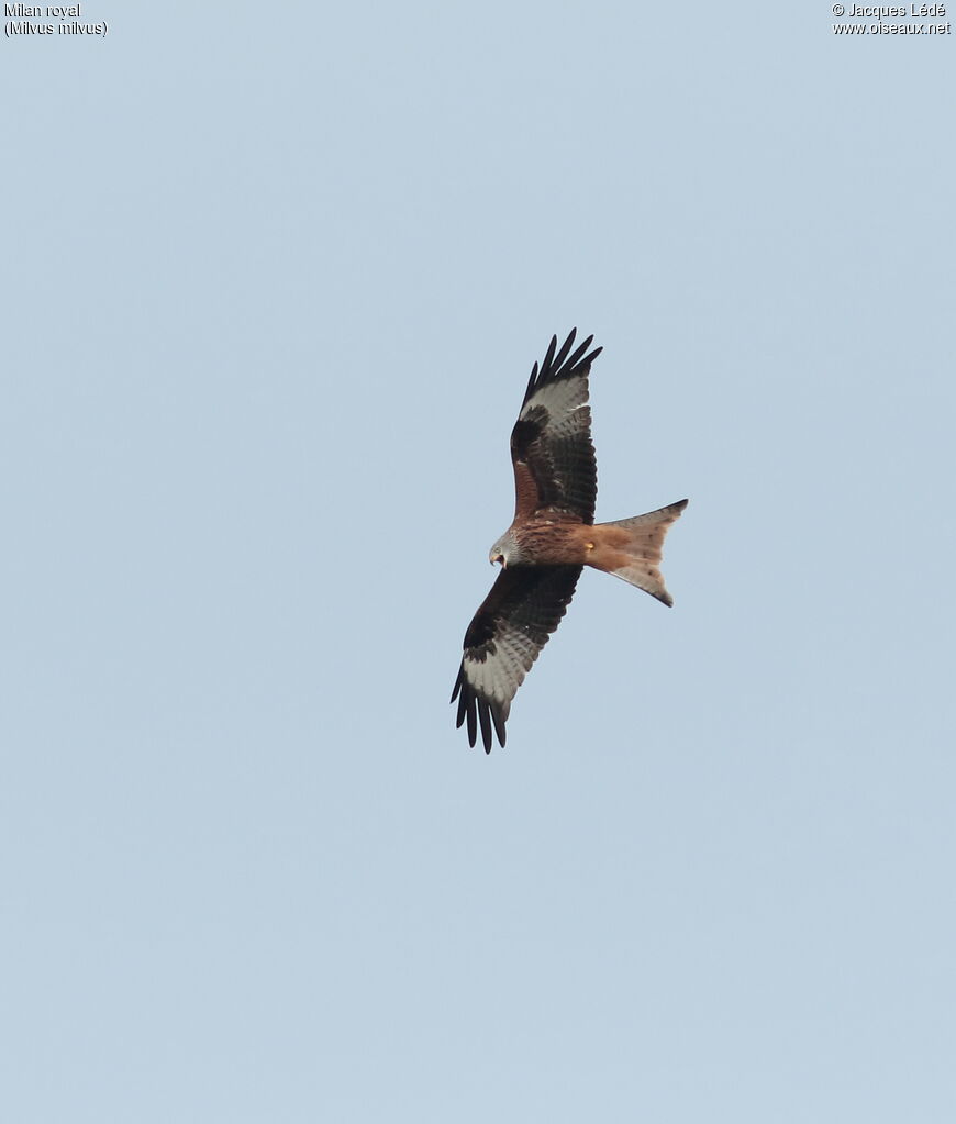 Red Kite