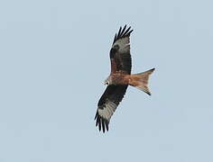 Red Kite