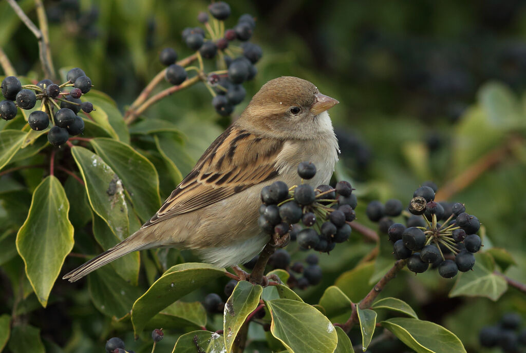 Moineau domestique