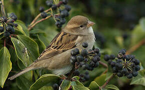 House Sparrow