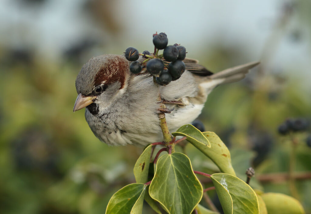 Moineau domestique