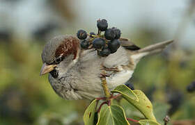 House Sparrow