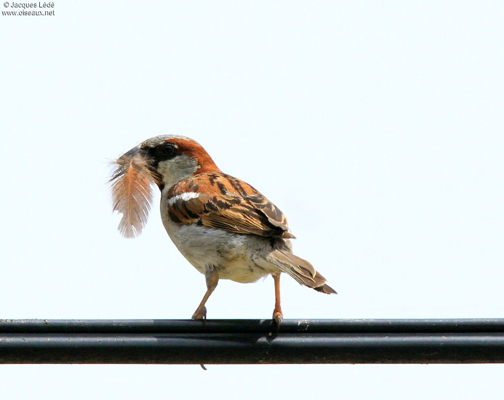 House Sparrow