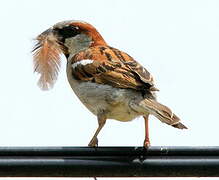 House Sparrow