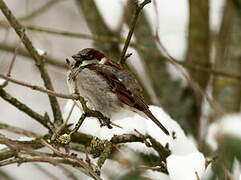 House Sparrow