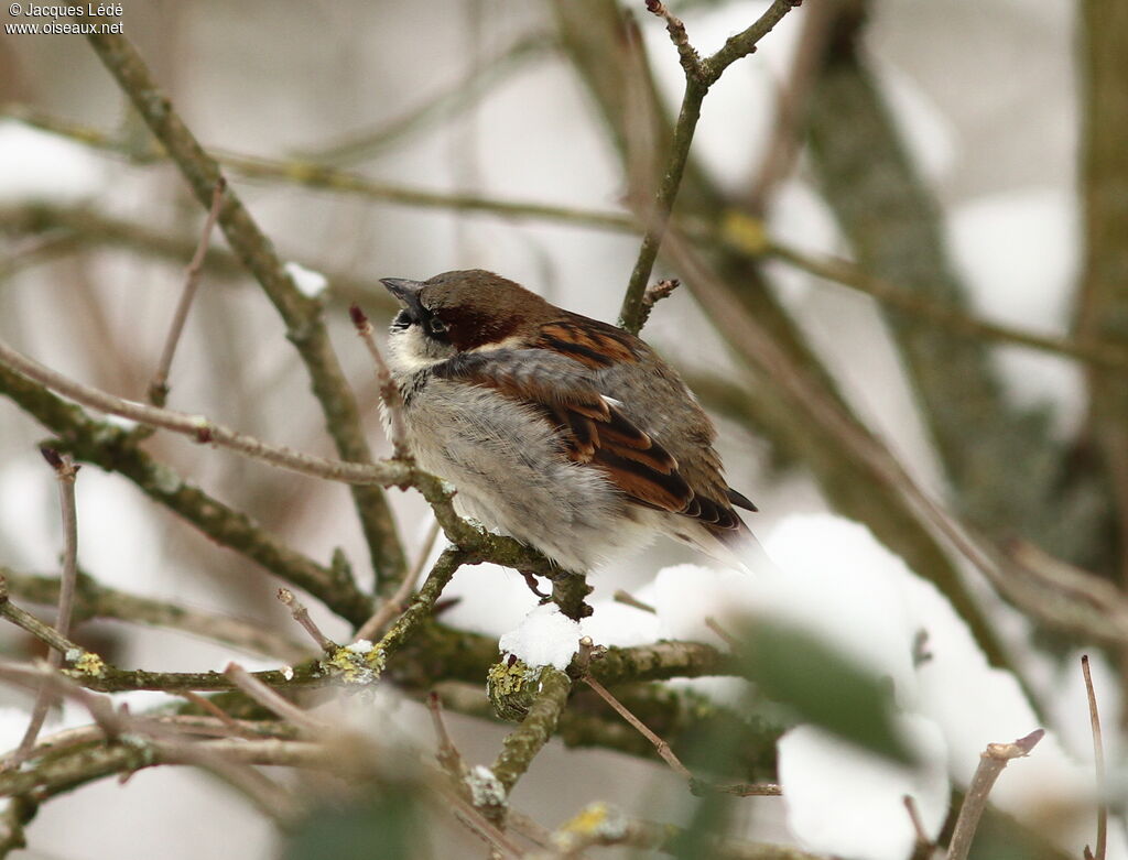 Moineau domestique